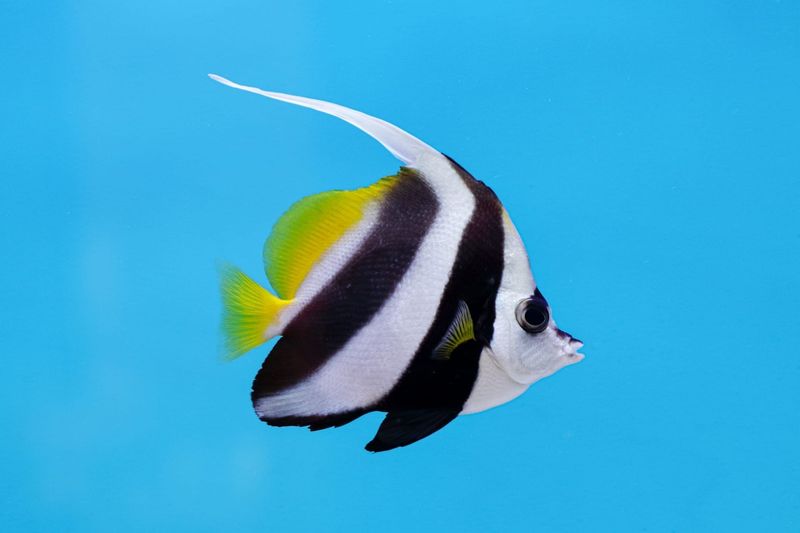 Longfin Bannerfish