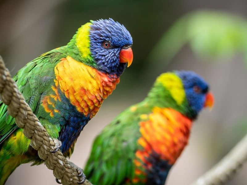 Lorikeet