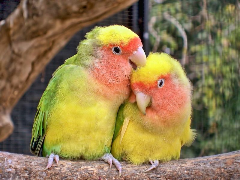 Lovebird