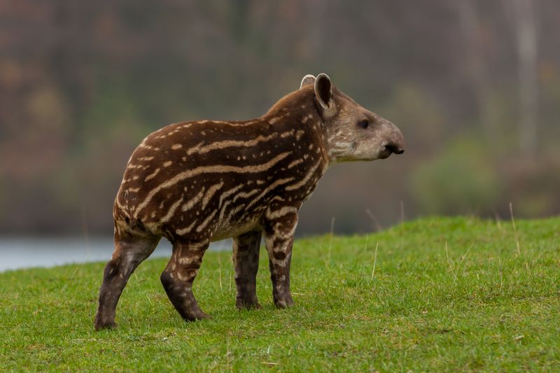 Lowland Tapir