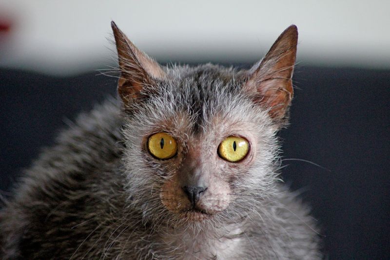 Lykoi