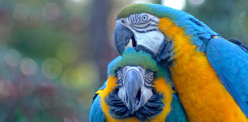 Macaw