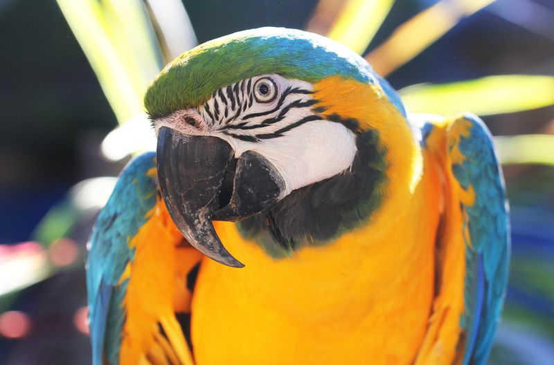 Macaw