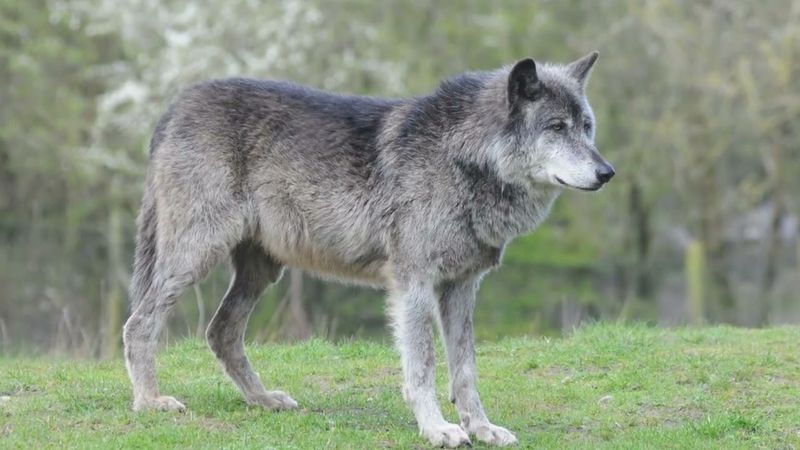 Mackenzie Valley Wolf