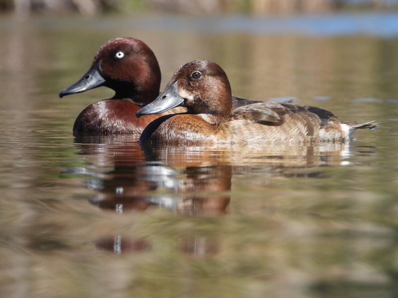 Madagascar Pochard