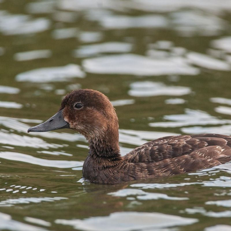 Madagascar Pochard