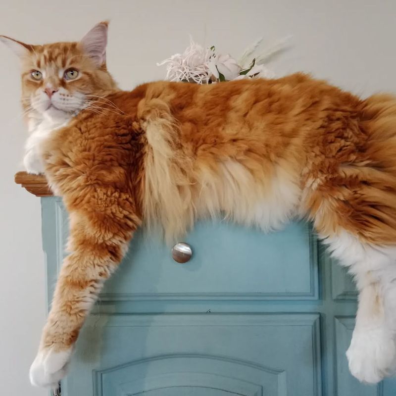 Maine Coon