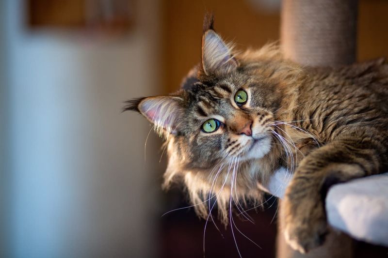 Maine Coon Cat