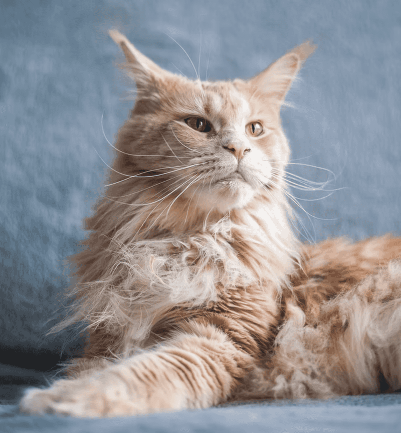 Maine Coon