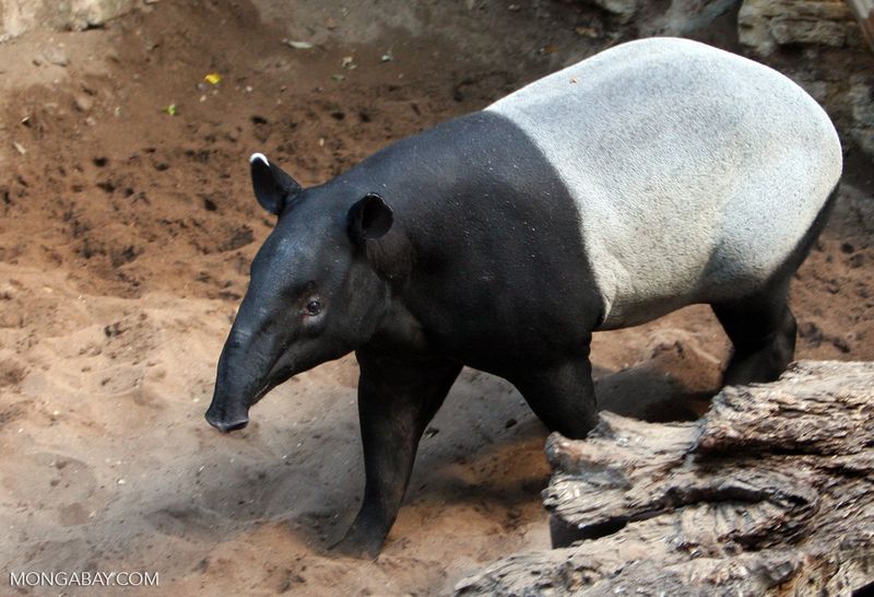 Malayan Tapir