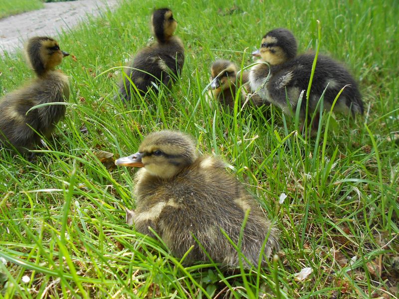 Mallard Ducklings