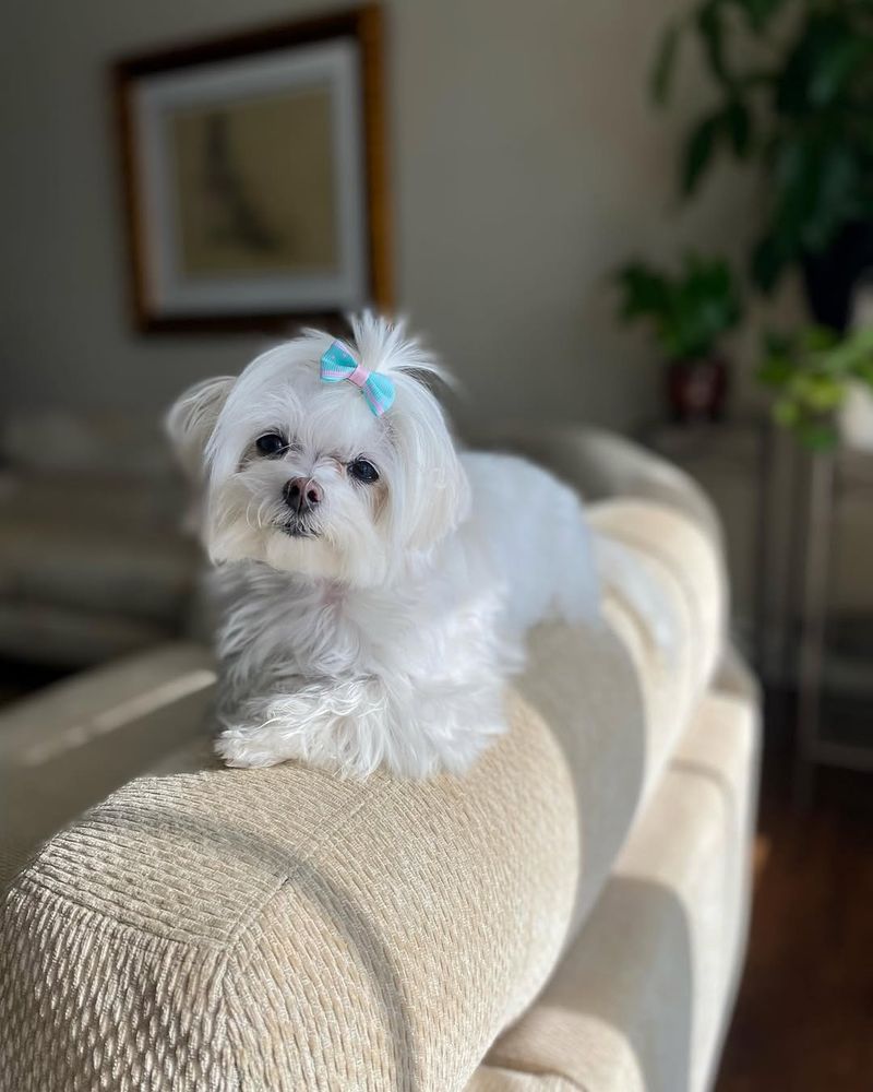 Maltese