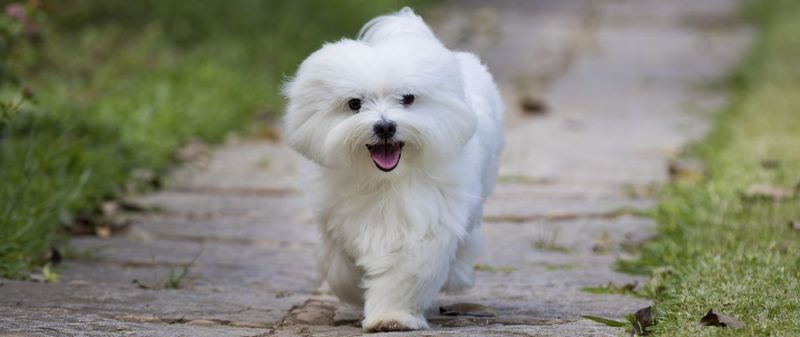 Maltese