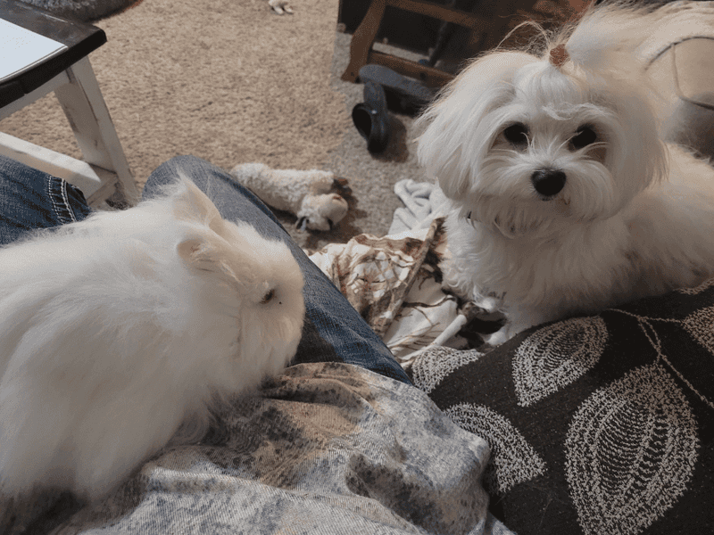 Maltese