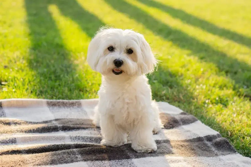 Maltese