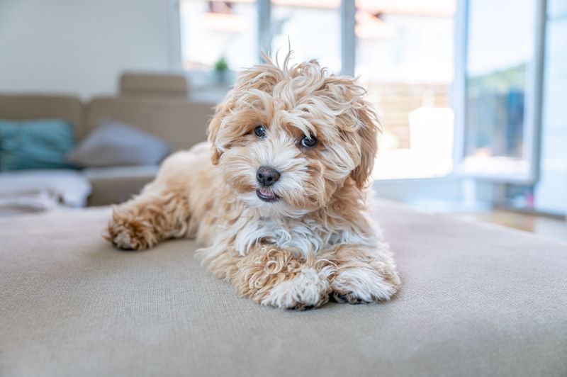 Maltipoo