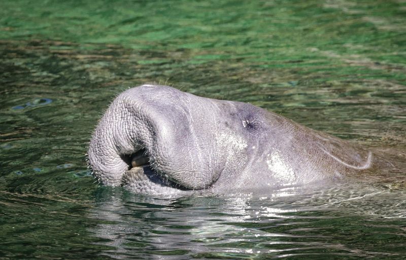 Manatee