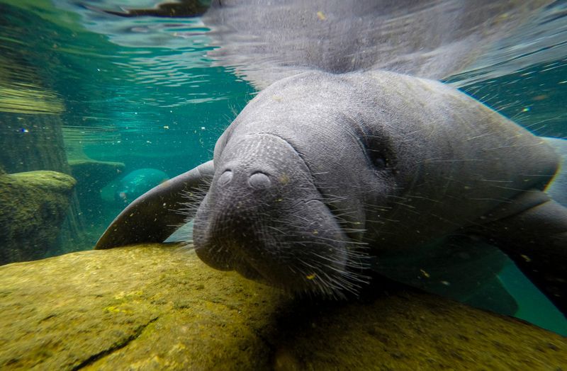 Manatee