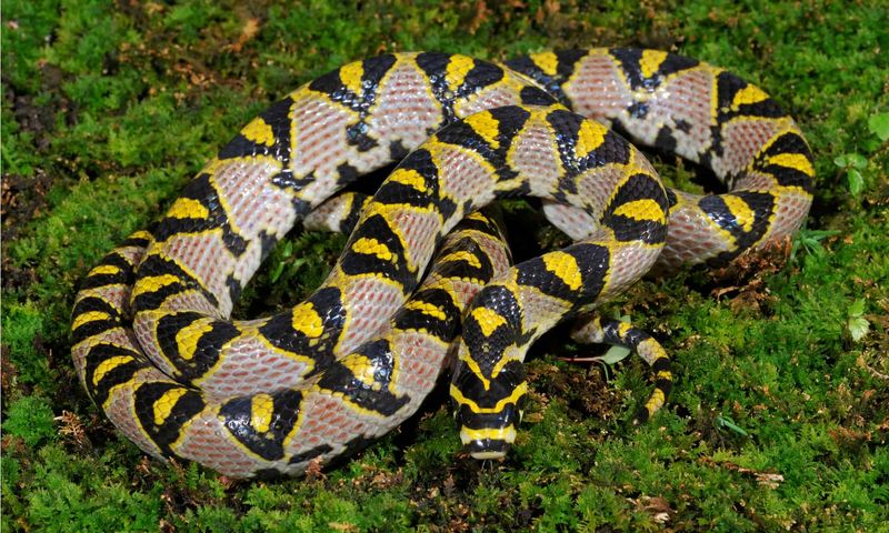 Mandarin Rat Snake