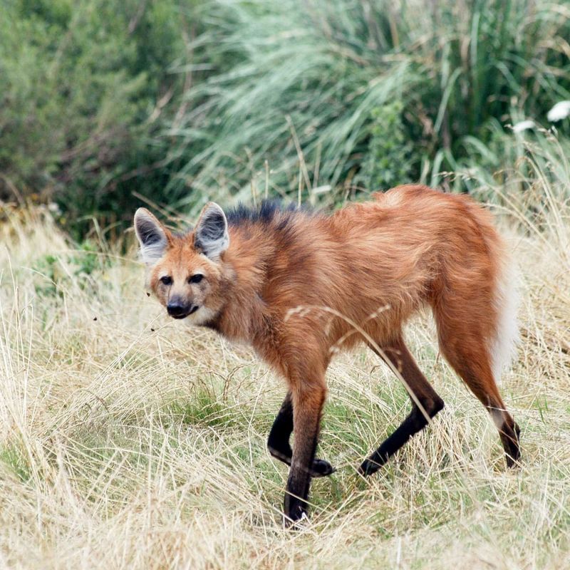 Maned Wolf