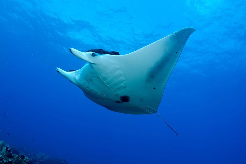 Manta Ray