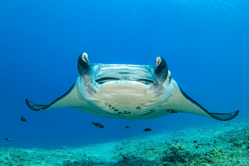 Manta Ray