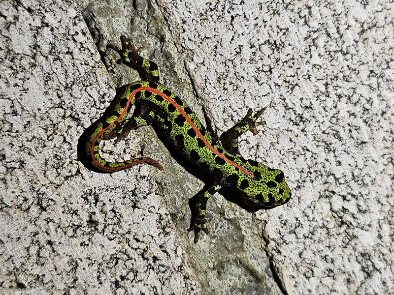 Marbled Newt