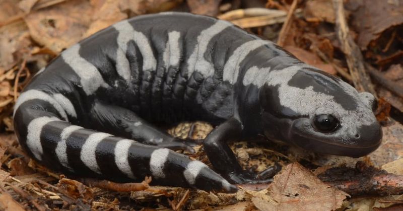 Marbled Salamander