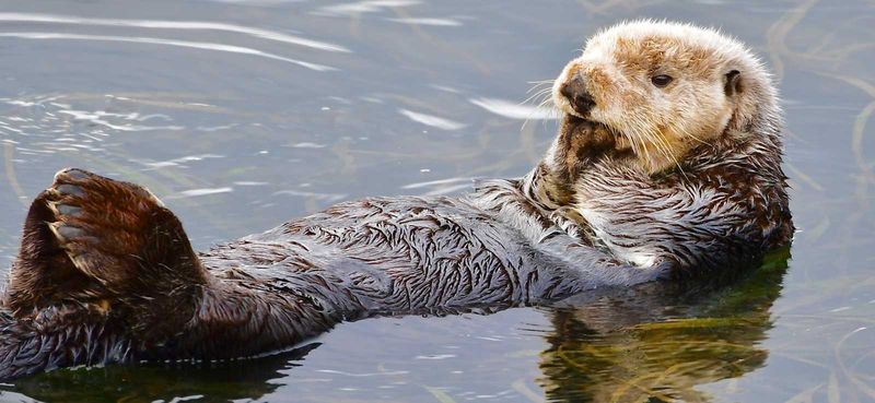 Marine Otter