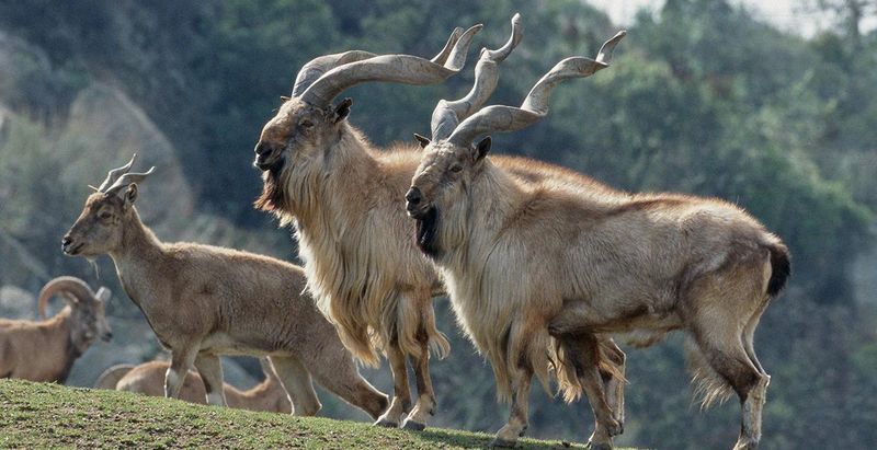 Markhor