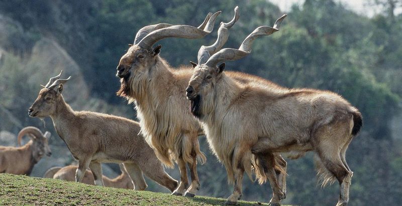 17 Mountain Range Mammals Americans Hardly Ever See Exploring Animals