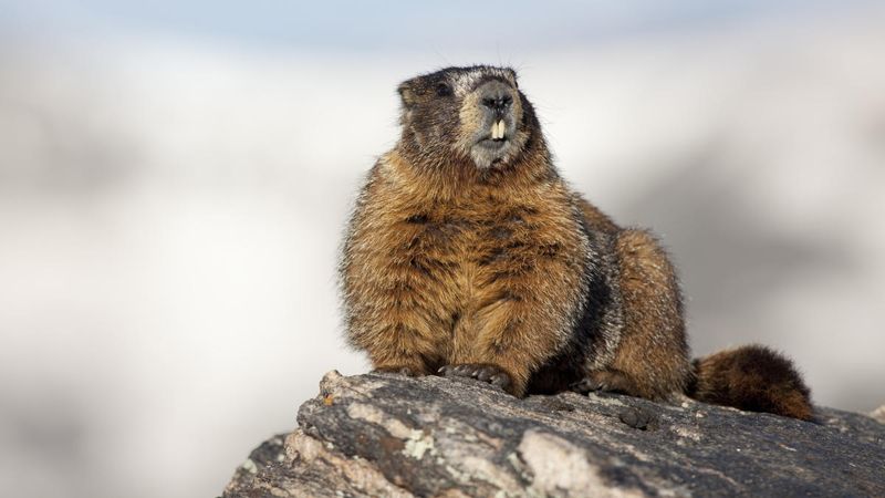 26 Most Beautiful Wildlife Encounters You Can Experience In Canada 