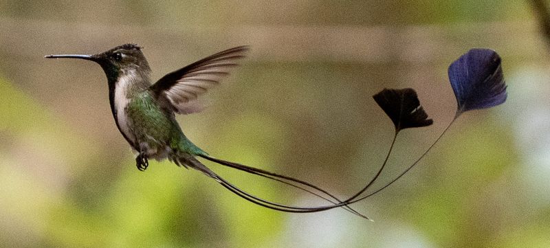 Marvellous Spatuletail