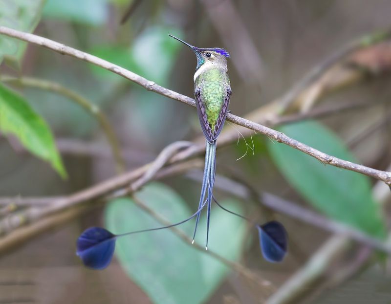 Marvellous Spatuletail