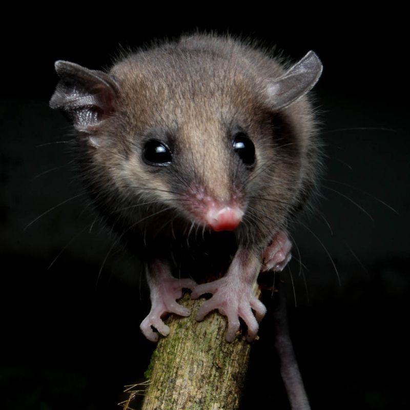 Mata Atlantica Slender Opossum