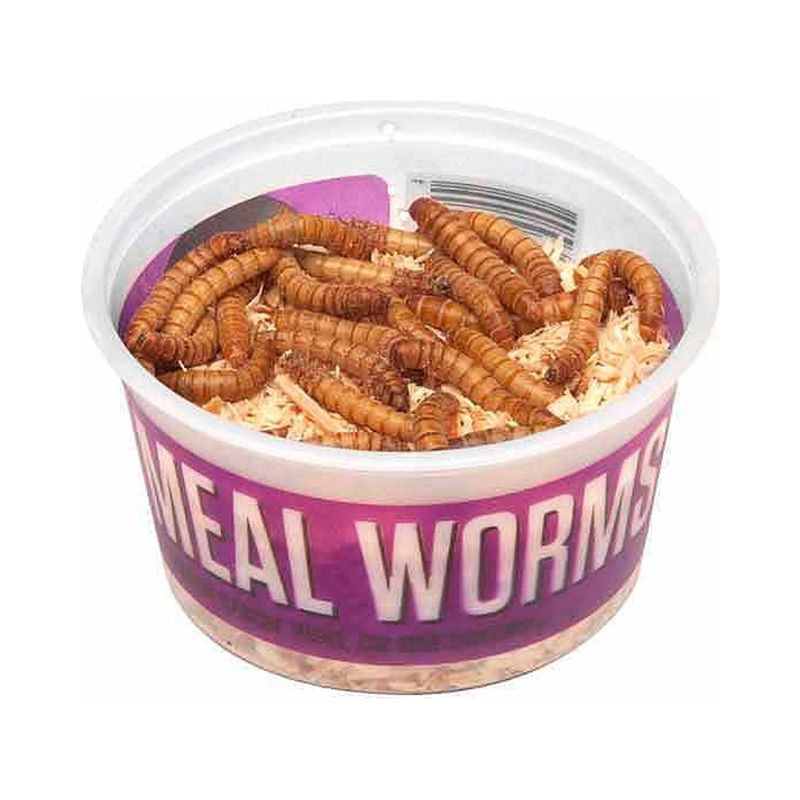 Mealworms