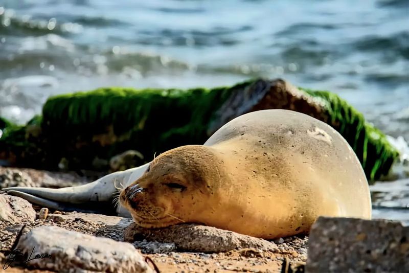 Mediterranean Monk Seal