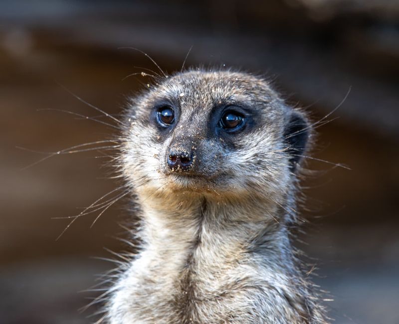 Meerkat