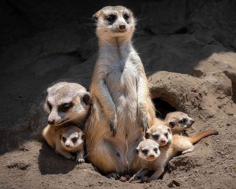 Meerkats