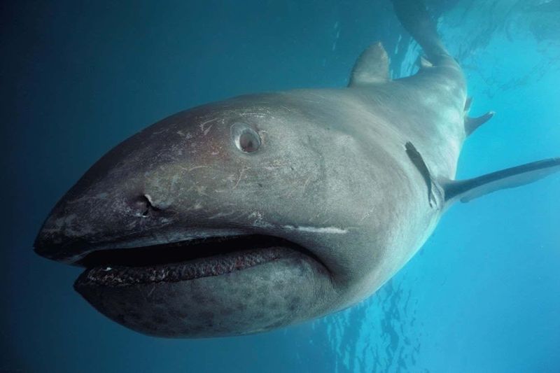 Megamouth Shark