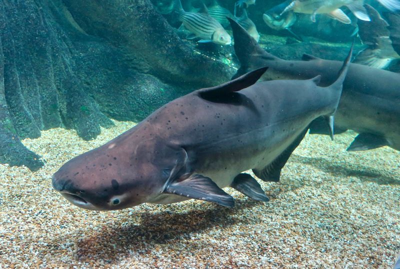 Mekong Giant Catfish