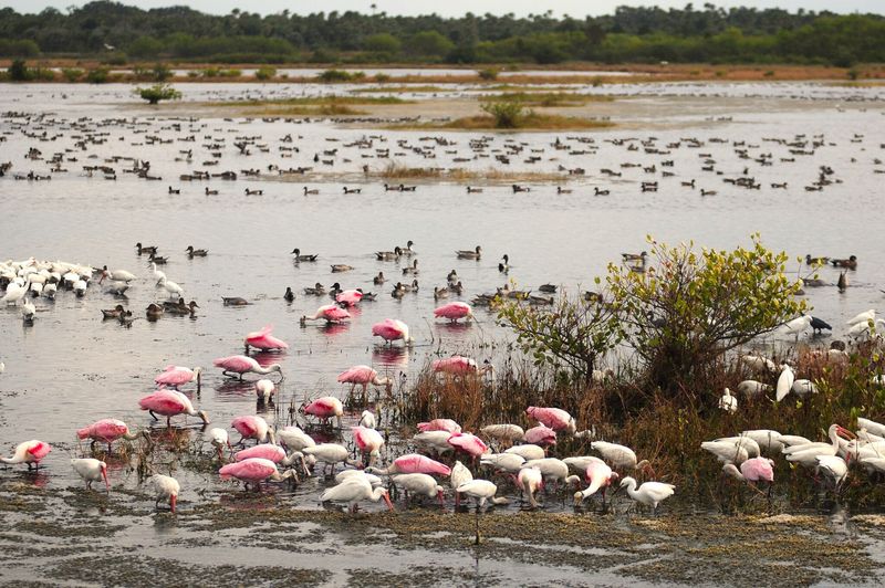 Merritt Island National Wildlife Refuge, Florida