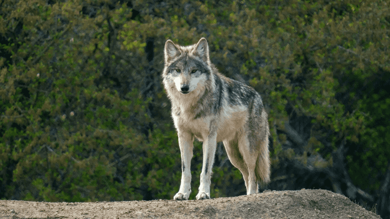 Mexican Gray Wolf