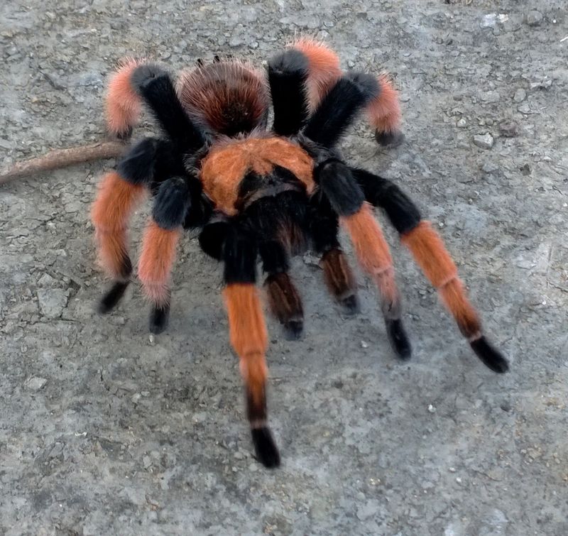 Mexican Redleg Tarantula