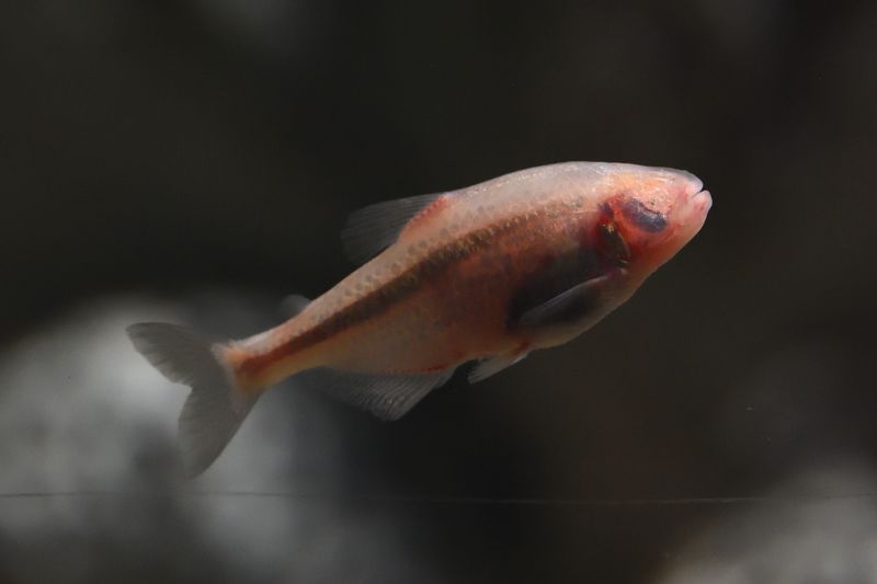 Mexican Tetra