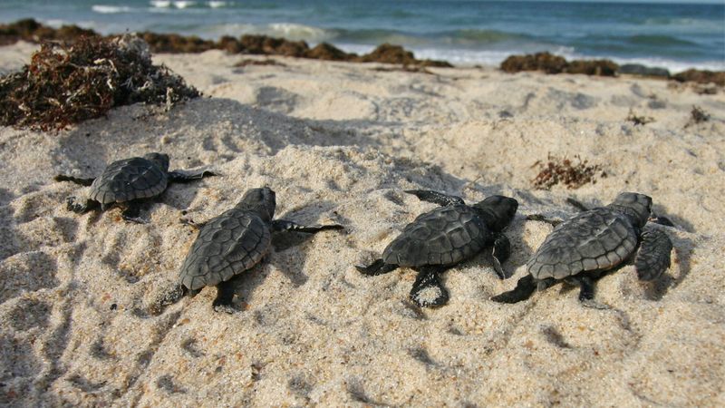 Migratory Wonders