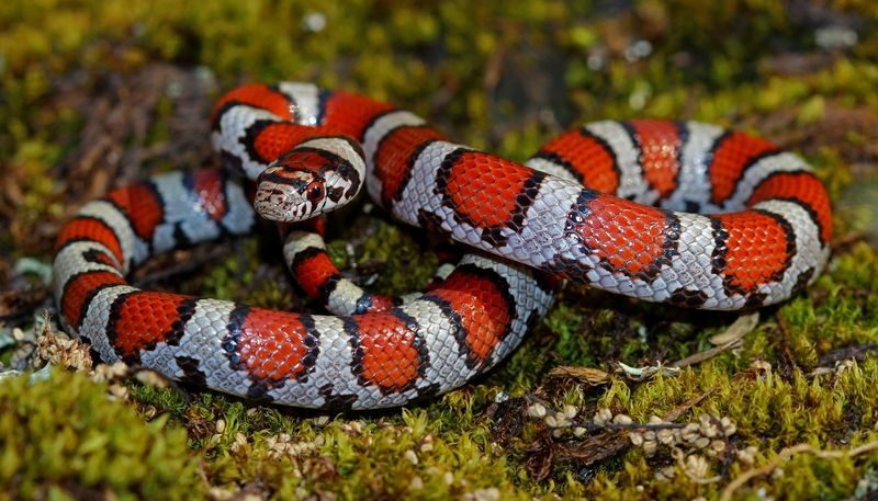 Milk Snake