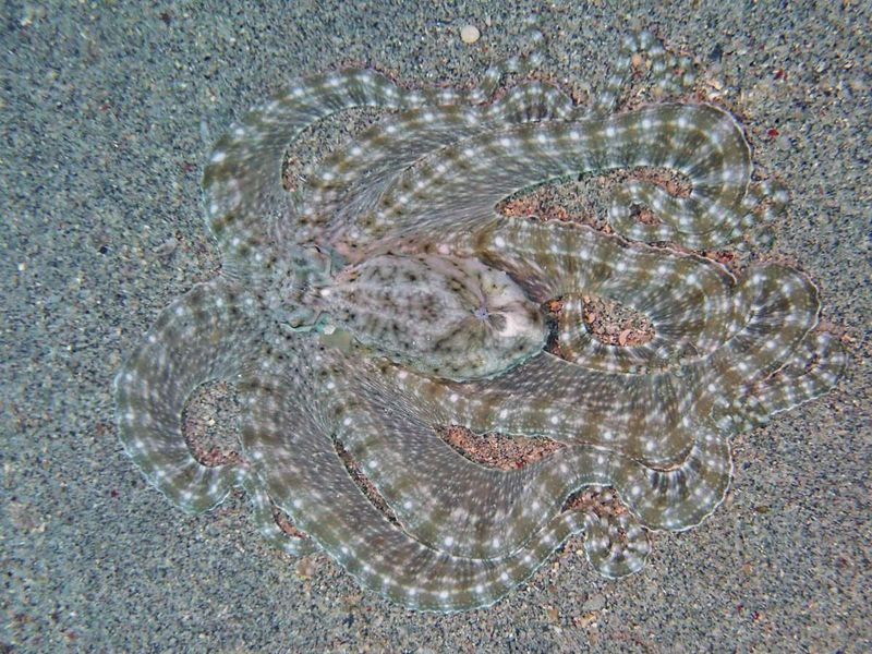 Mimic Octopus