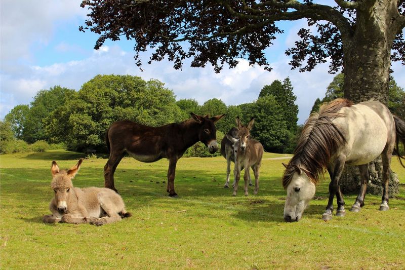 Miniature Donkey