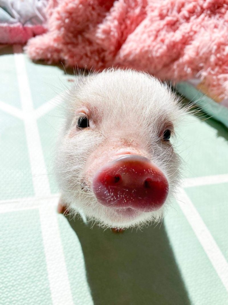 Miniature Pig